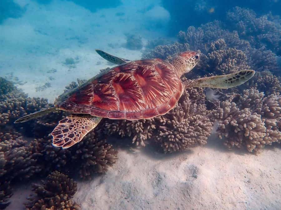 Exmouth: Guided Ningaloo Reef Snorkel Adventure - Two Ningaloo reef sites without a boat