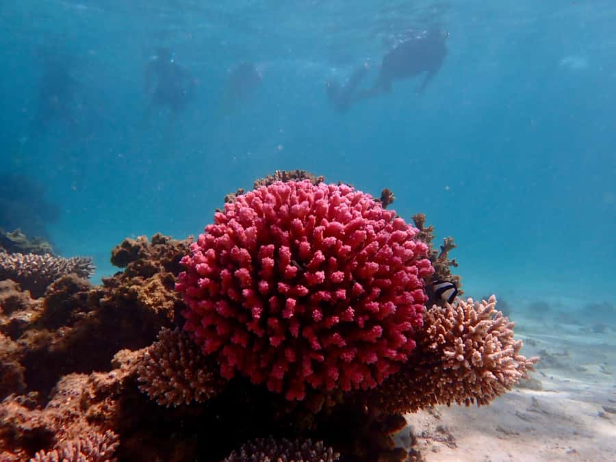 Exmouth: Guided Ningaloo Reef Snorkel Adventure - Practical limits and small annoyances