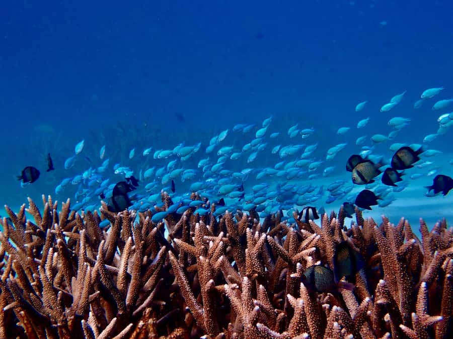 Exmouth: Guided Ningaloo Reef Snorkel Adventure - The ride from Exmouth to the Cape Range coast