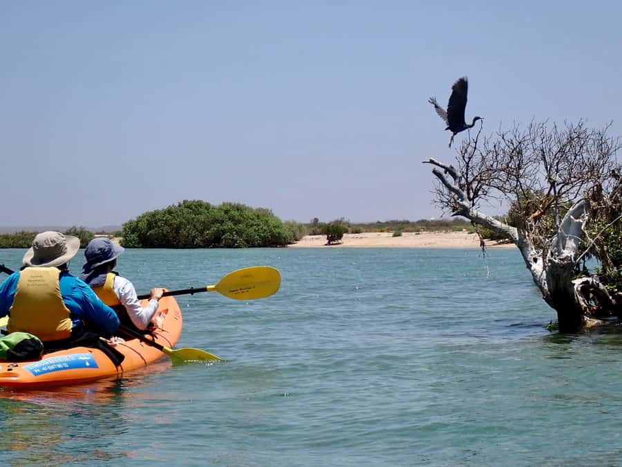 Exmouth: Half Day Turtle Kayak & Snorkel Tour - Kayaking through the Bundegi Sanctuary Zone