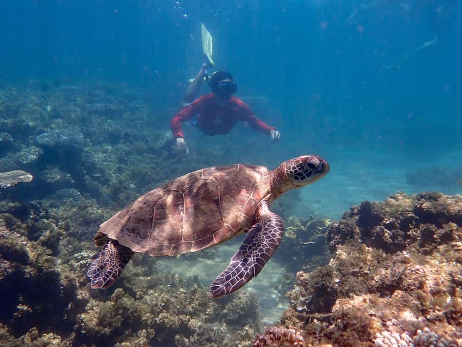 Exmouth: Half Day Turtle Kayak & Snorkel Tour - What the $106 price really covers