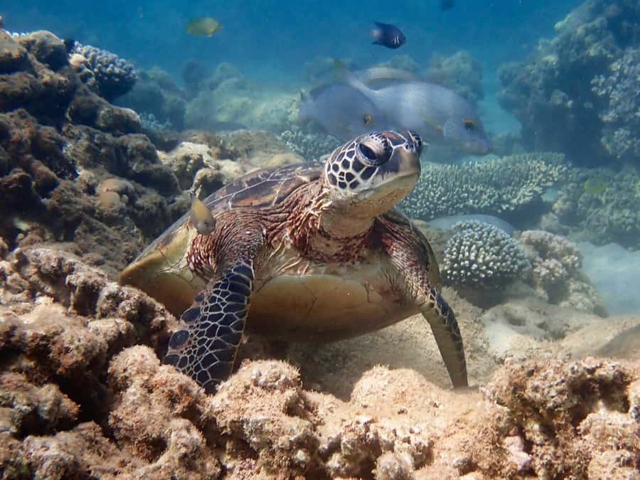 Exmouth: Half Day Turtle Kayak & Snorkel Tour - Pickup in Exmouth and the short ride to the coast