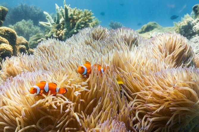 Fitzroy Island Day Tour from Cairns - Key points to know before booking