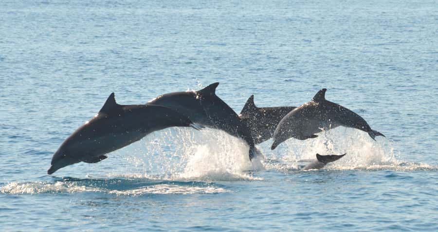 Fraser Island 4-Hour Eco-Sailing Adventure - Fraser Island and Pelican Bank: the swimming stop