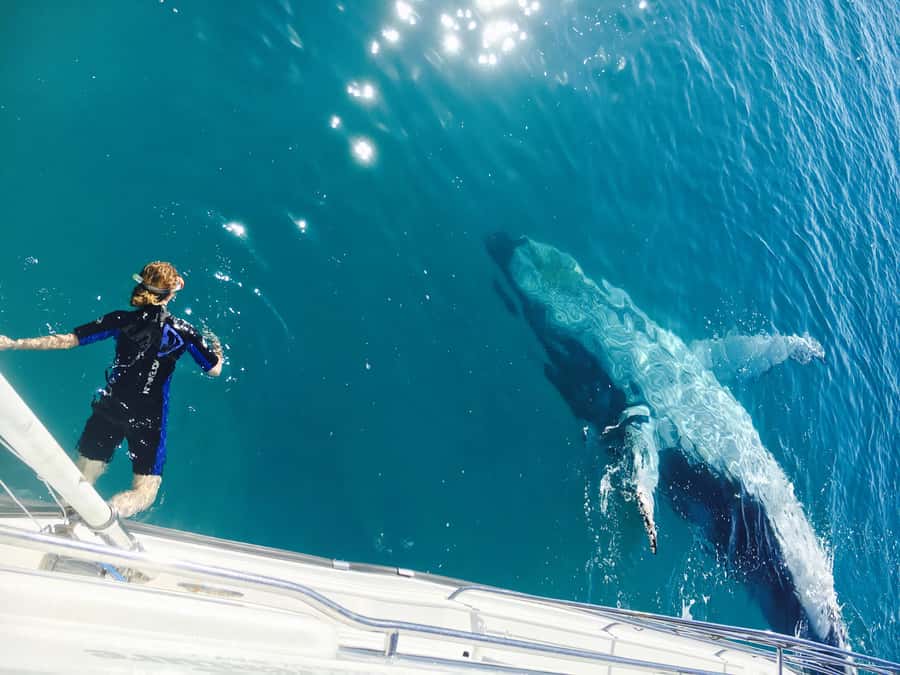 Fraser Island (K'gari): Remote Island and Whale Experience - Key points to know before booking