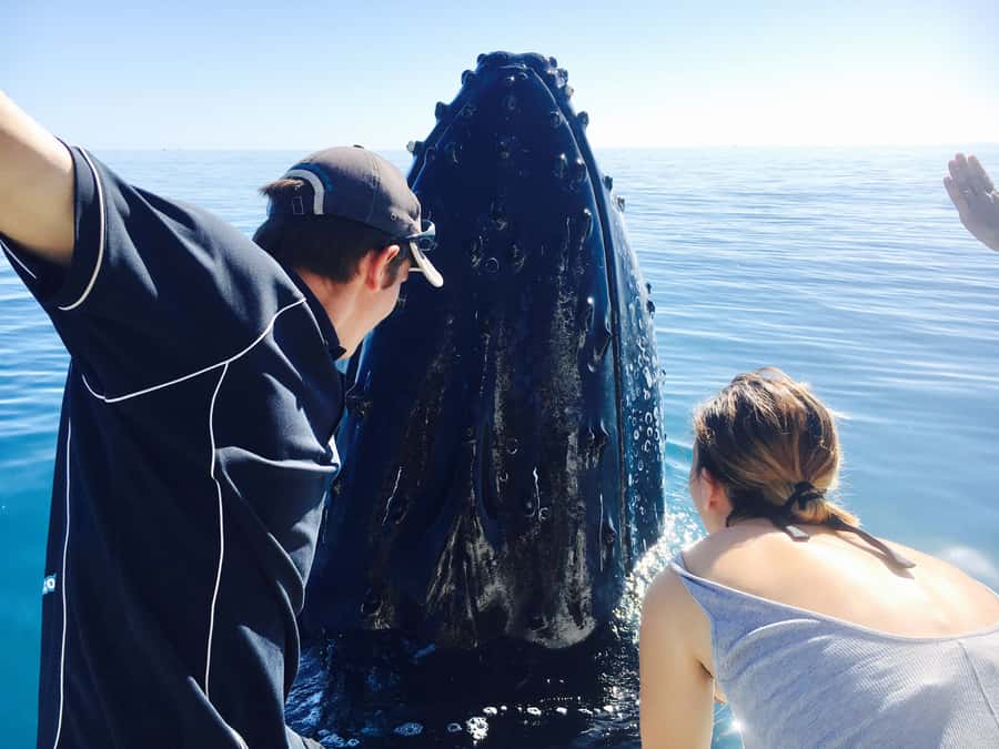 Fraser Island (K'gari): Remote Island and Whale Experience - Why this Kgari cruise is different