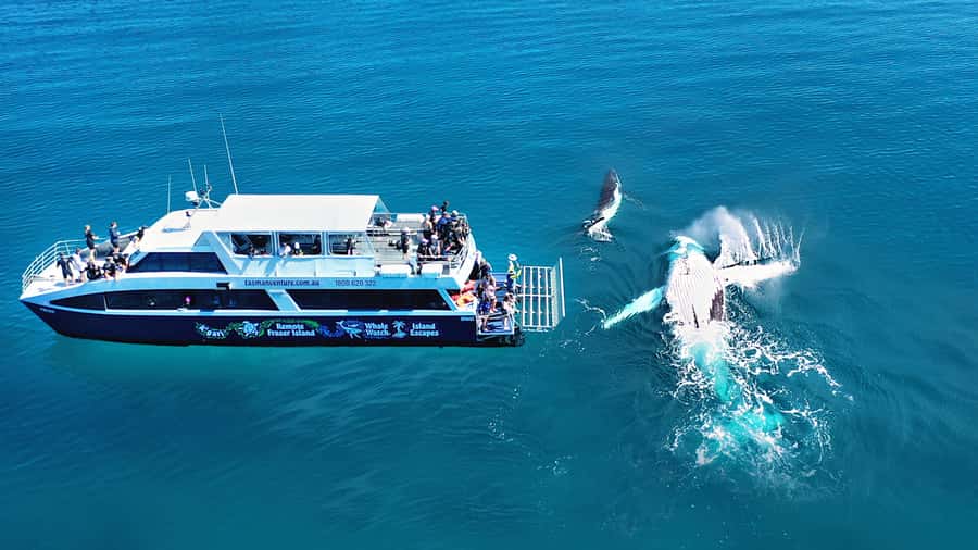 Fraser Island (K'gari): Remote Island and Whale Experience - Landing dry on Kgaris western shore