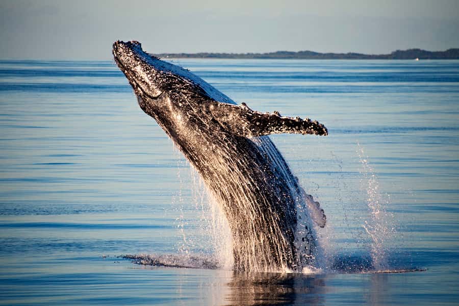 Fraser Island (K'gari): Remote Island and Whale Experience - Wathumba Creek: clear water and plenty to choose from