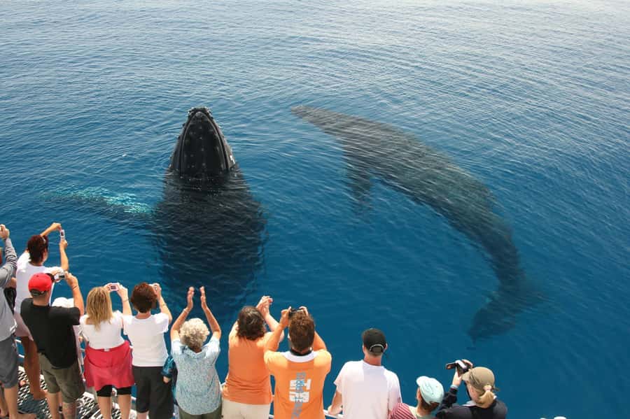 Fraser Island (K'gari): Remote Island and Whale Experience - Is $190 good value?
