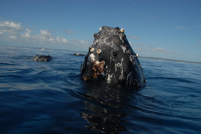Fraser Island Whale Watch Encounter - Why Platypus Bay is the focus