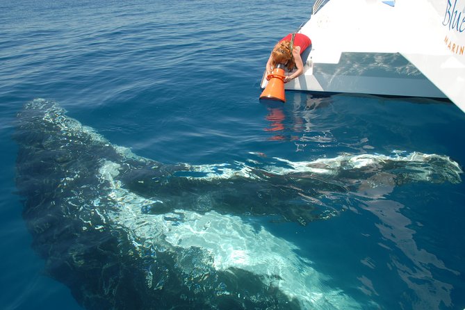 Fraser Island Whale Watch Encounter - A crew-led approach to wildlife