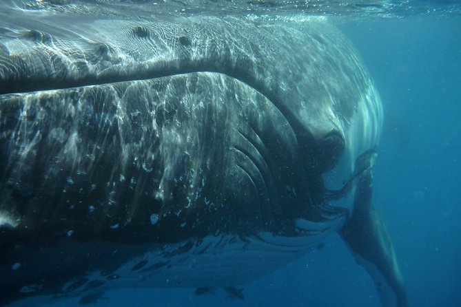 Fraser Island Whale Watch Encounter - The 7:30 a.m. start at Great Sandy Straits Marina