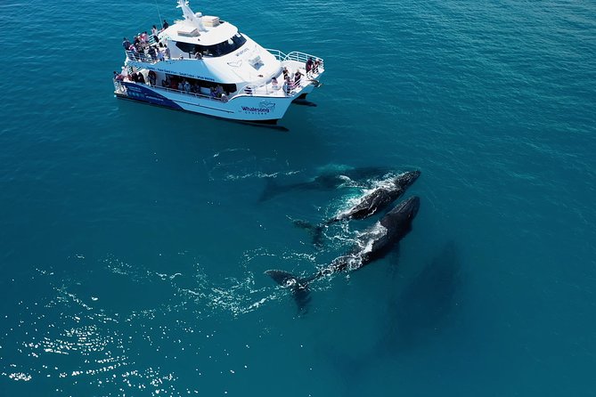 Freedom 3/4 Day Hervey Bay Premium Whale Watching Cruise - Lunch with views toward K’gari