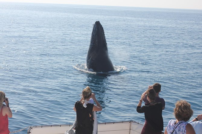 Freedom 3/4 Day Hervey Bay Premium Whale Watching Cruise - The return trip and afternoon tea