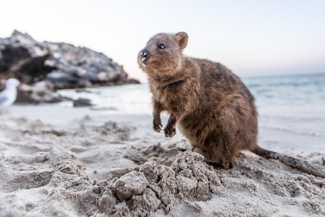 Fremantle to Rottnest Island Roundtrip Ferry Ticket - The 4:00pm return to Fremantle