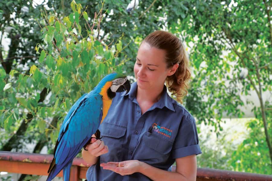 Friends in the Rainforest Package: Koala Gardens & Birdworld - Key points to know before you go