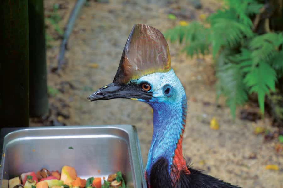 Friends in the Rainforest Package: Koala Gardens & Birdworld - Feeding time brings more activity to the visit