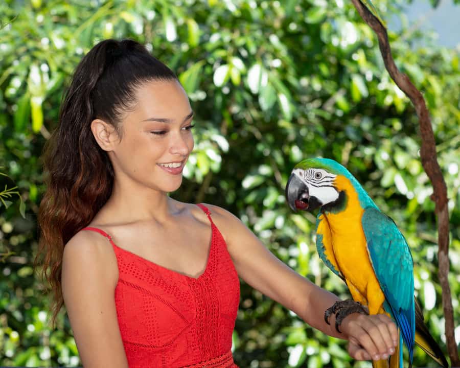Friends in the Rainforest Package: Koala Gardens & Birdworld - Why the cassowary and smaller birds deserve your attention