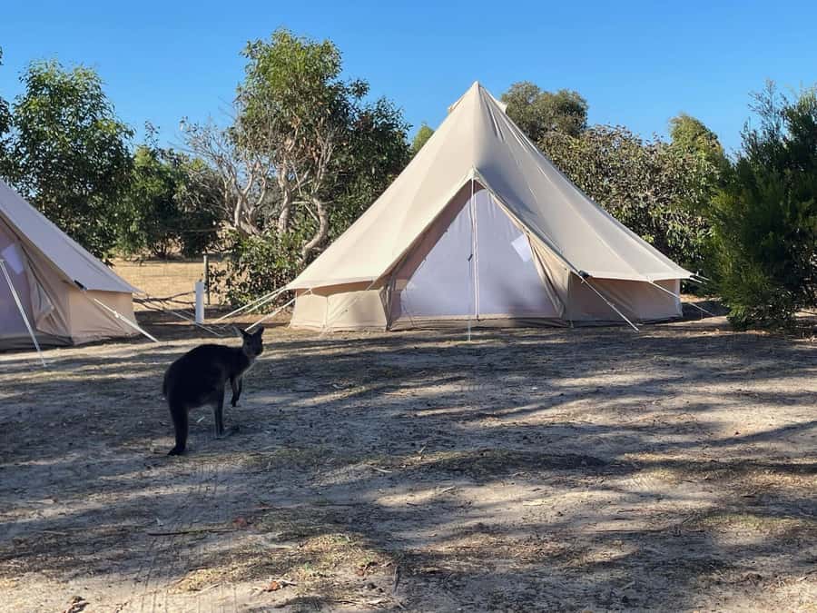 From Adelaide: Kangaroo Island Epic 2-Day Small Group Tour - Why two days makes sense on Kangaroo Island