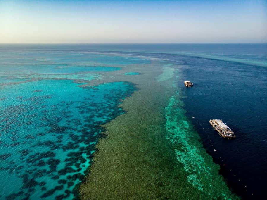 From Airlie Beach: Great Barrier Reef Adventure Cruise - What you can see beneath the surface