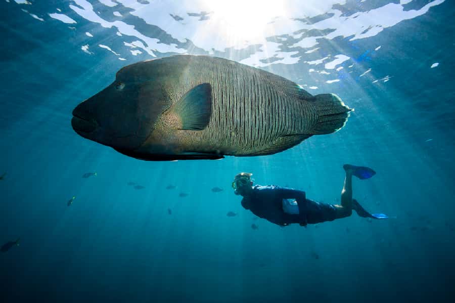 From Airlie Beach: Great Barrier Reef Adventure Cruise - Seeing the reef without getting wet
