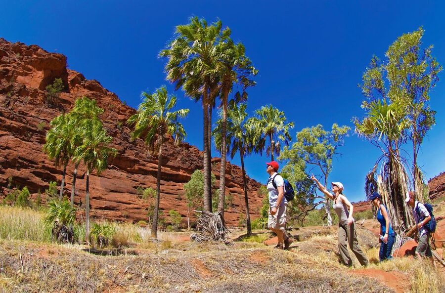 From Alice Springs: Palm Valley 4WD Outback Safari + Picnic - Who should book this Palm Valley tour?