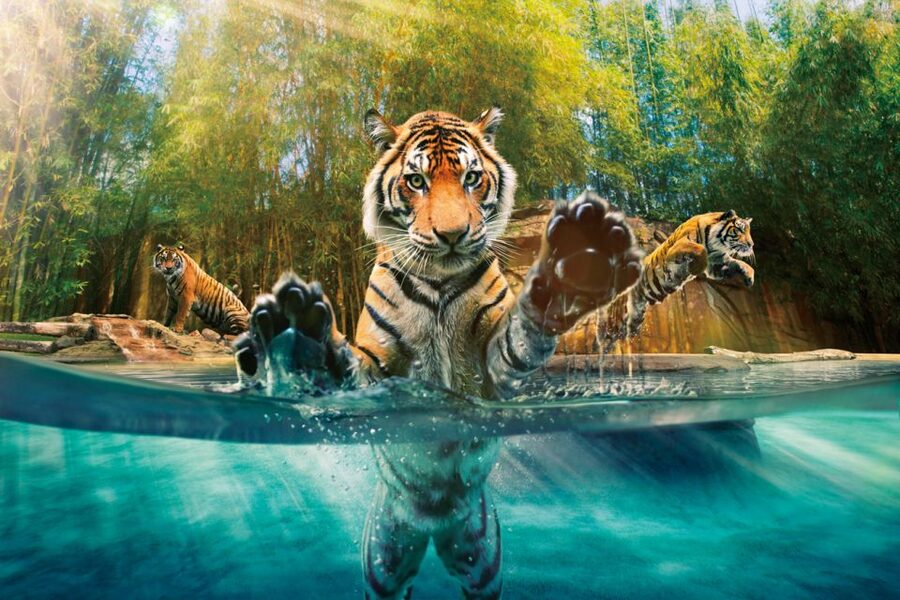 From Brisbane: Australia Zoo Ticket and Roundtrip Transfer - The road from Brisbane to the Irwin family zoo
