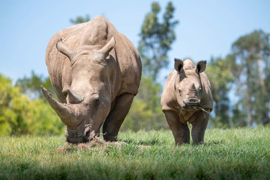 From Brisbane: Australia Zoo Transfer and Entry Ticket - The one-hour ride north to the zoo