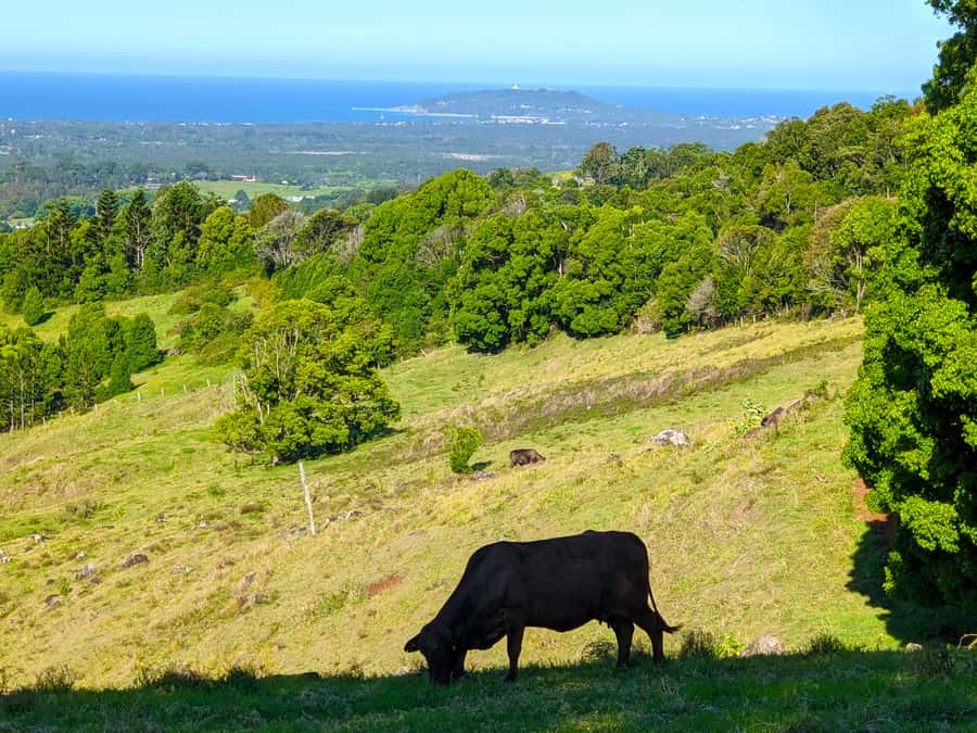 From Brisbane: Byron Bay, Bangalow, and Gold Coast Day Tour - What Trevor adds to the day