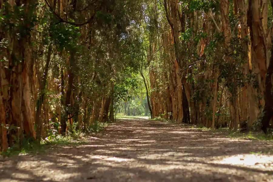 From Brisbane: Gold Coast Day Tour with Lunch - The Spit, ocean air, and seasonal marine life