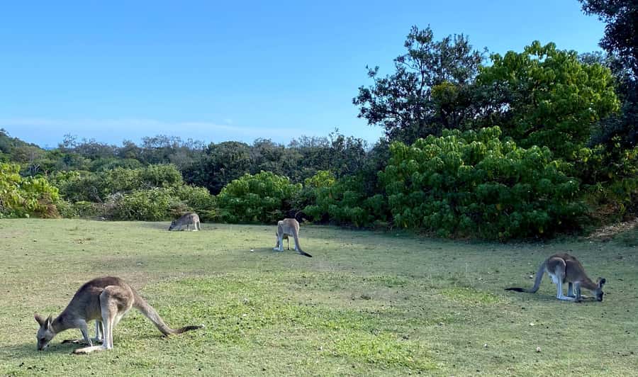 From Brisbane: North Stradbroke Island Wildlife Adventure - Myora Springs, Cylinder Beach, and time to slow down