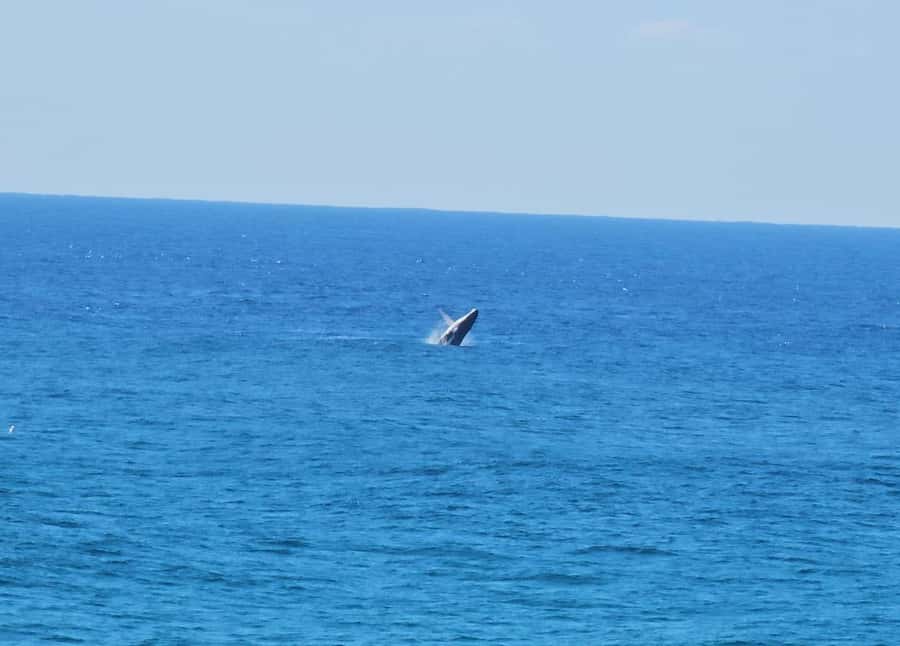 From Brisbane: North Stradbroke Island Wildlife Adventure - How the guides shape the day