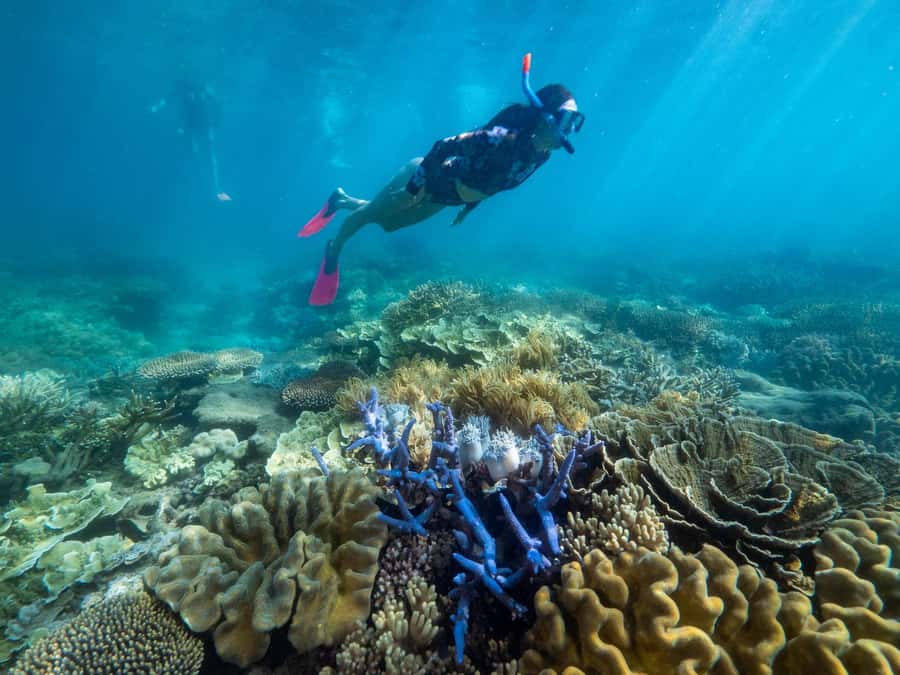 From Cairns: 2 Islands 1 day - Fitzroy & Green Islands - The short crossing to Green Island