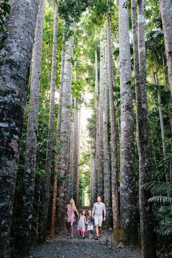 From Cairns: Atherton Tablelands and Paronella Park Day Trip - Lake Barrine and the twin kauri pines