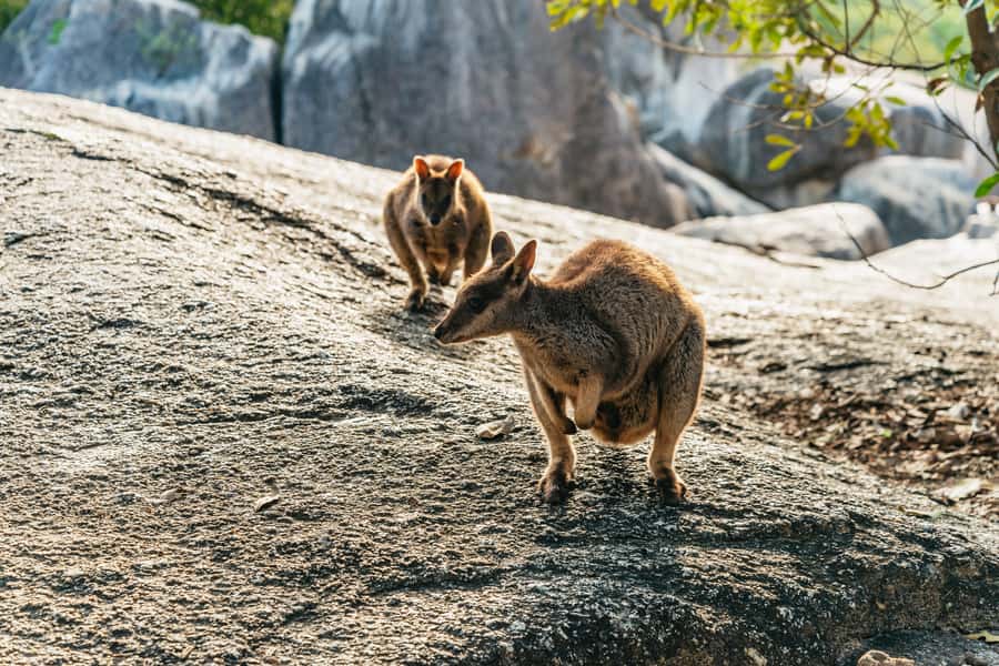 From Cairns: Chillagoe Caves and Outback Full-Day Tour - The long road to the limestone country