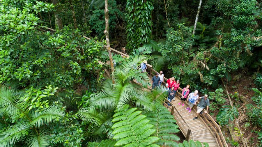 From Cairns: Daintree Rainforest & Cape Tribulation 4WD Tour - Crocodiles on the one-hour river cruise