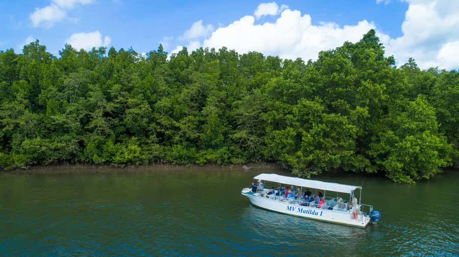 From Cairns: Daintree Rainforest & Cape Tribulation 4WD Tour - A short walk among ancient rainforest plants