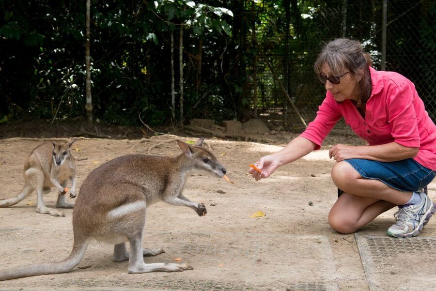 From Cairns: Daintree Rainforest & Cape Tribulation 4WD Tour - Lunch, then a freshwater swim