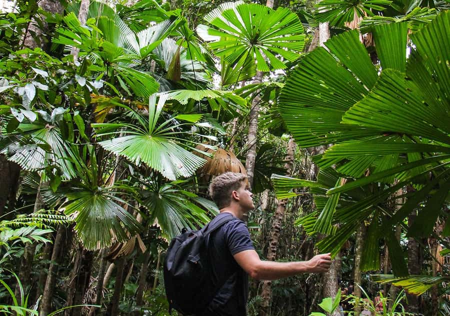 From Cairns: Daintree Wilderness & Cape Tribulation Bus Tour - Alexandra Lookout puts the route in perspective