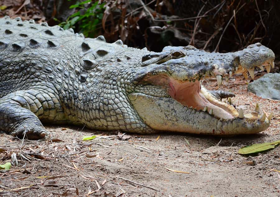 From Cairns: Daintree Wilderness & Cape Tribulation Bus Tour - The Daintree River cruise searches for crocodiles