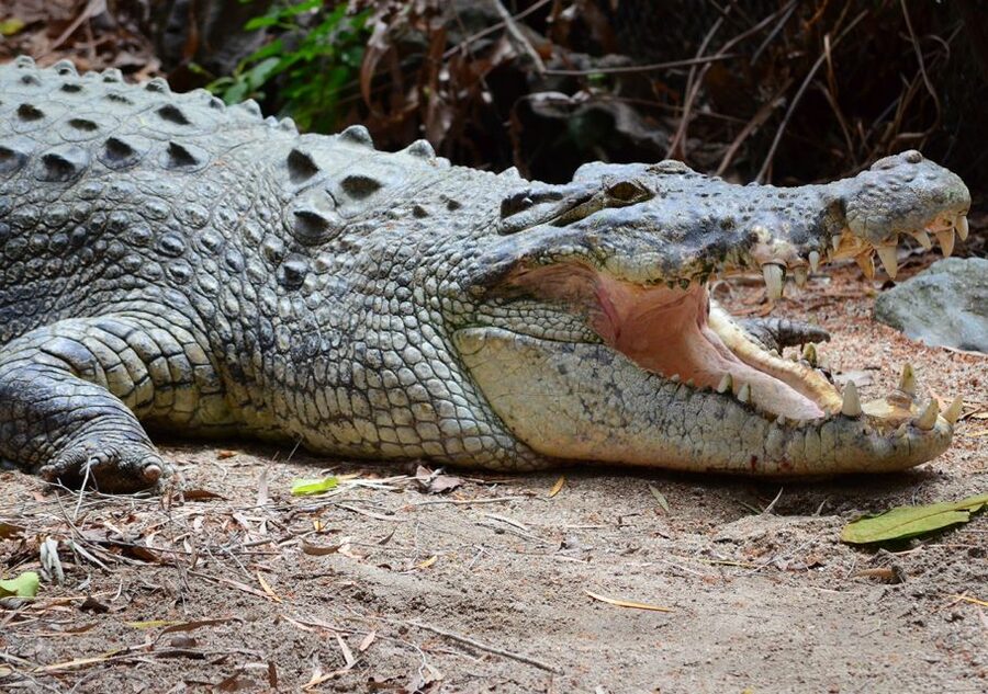 From Cairns: Daintree Wilderness & Cape Tribulation Bus Tour - Why the guide matters so much
