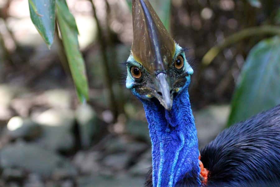 From Cairns: Daintree Wilderness & Cape Tribulation Bus Tour - The long day and what to pack