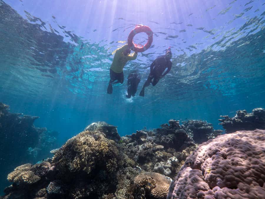 From Cairns: Great Barrier Reef Cruise by Premium Catamaran - Second reef site: more time to explore