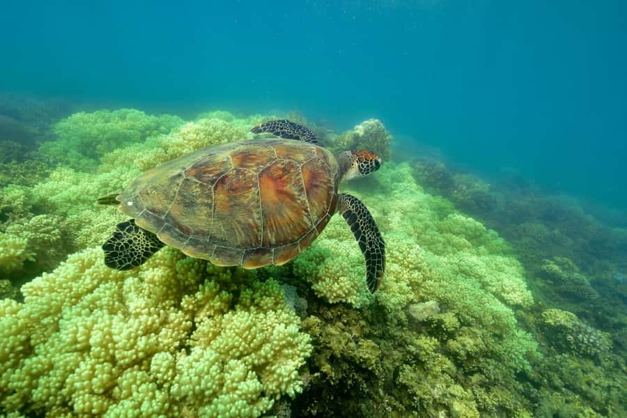 From Cairns: Green Island Full-Day Cruise - Practical details for a smoother day