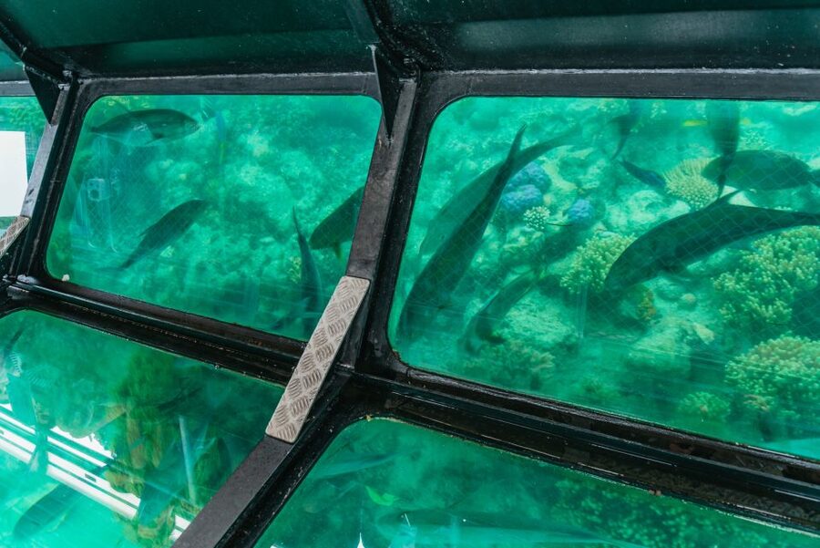 From Cairns: Green Island Full-Day Cruise - Snorkeling among fish and coral gardens