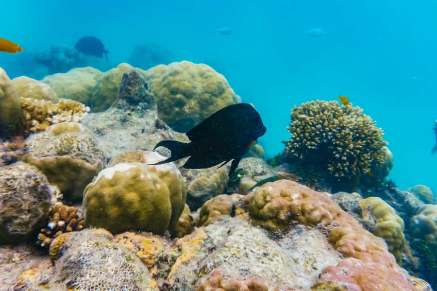 From Cairns: Green Island Full-Day Cruise - What the $77 starting price really buys you