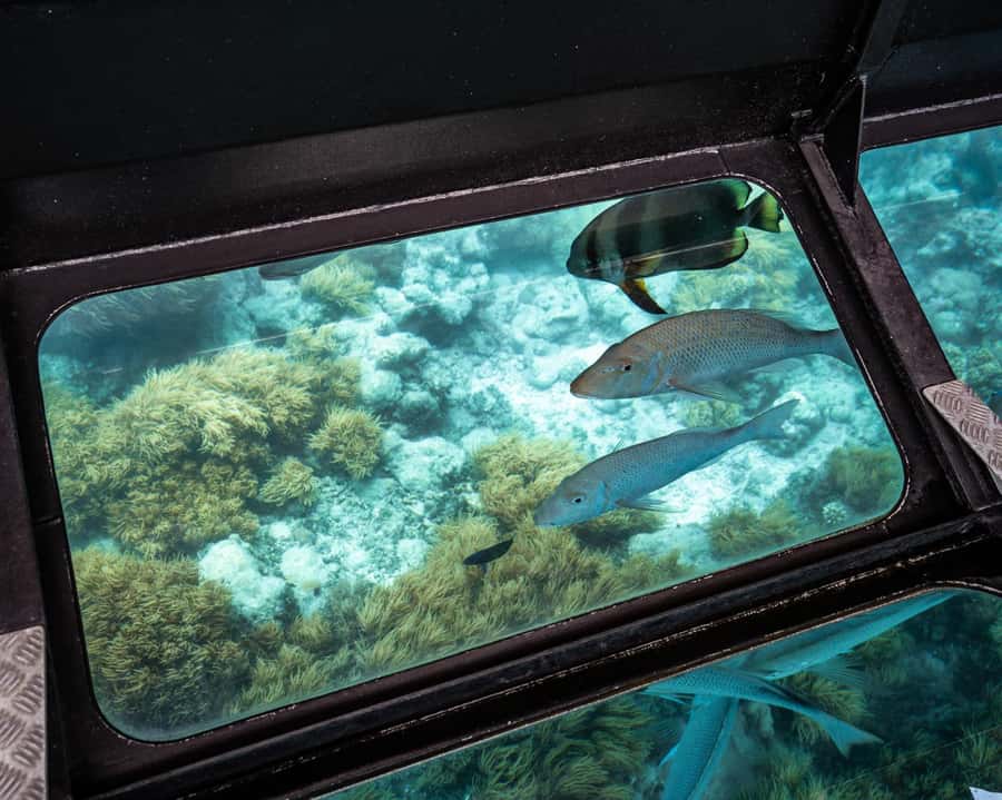 From Cairns: Green Island Half-Day Morning Cruise - Who should book this cruise?
