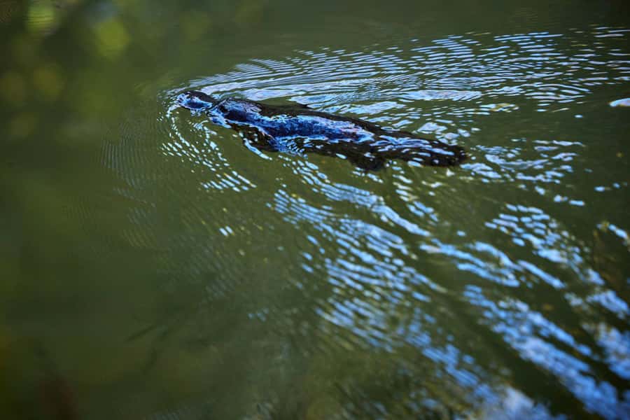 From Cairns: Rainforest & Nocturnal Wildlife Tour - Key points to know before booking