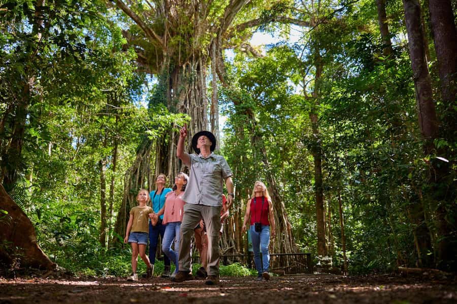 From Cairns: Rainforest & Nocturnal Wildlife Tour - How good is the wildlife viewing?