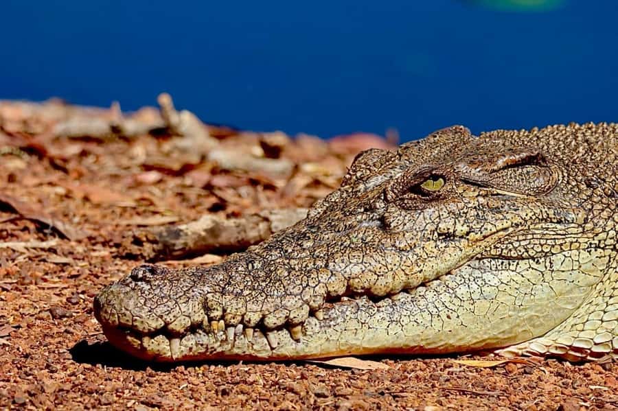 From Darwin: Kakadu National Park Full Day Tour - Starting at Darwin and heading toward Fogg Dam